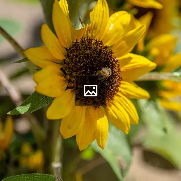 Sunflower with a bee in the middle