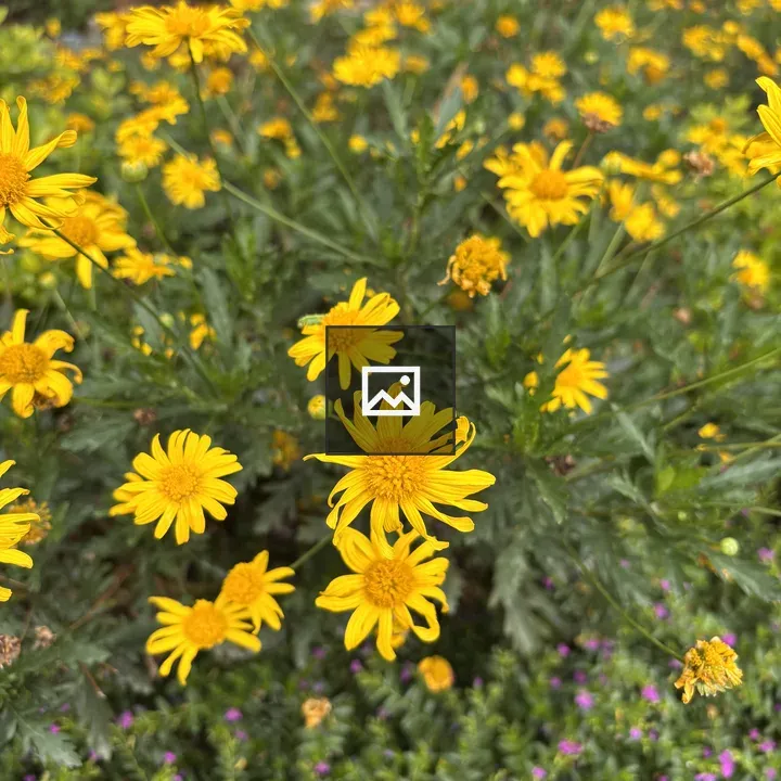Cluster of Yellow Daisies