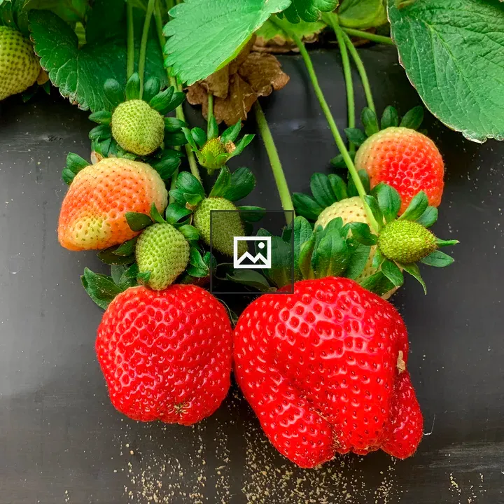 Ripe strawberries hanging from the plant