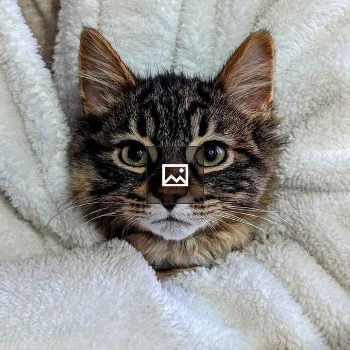 Kitten in White Bathrobe