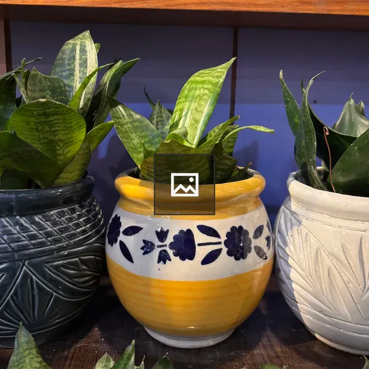 Three decorative pots with snake plants
