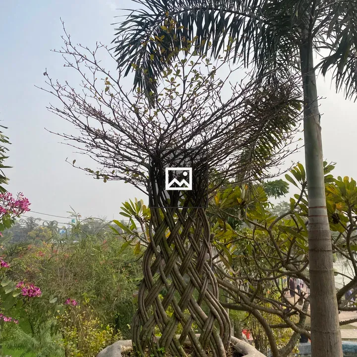 Decorative potted plant with woven trunk