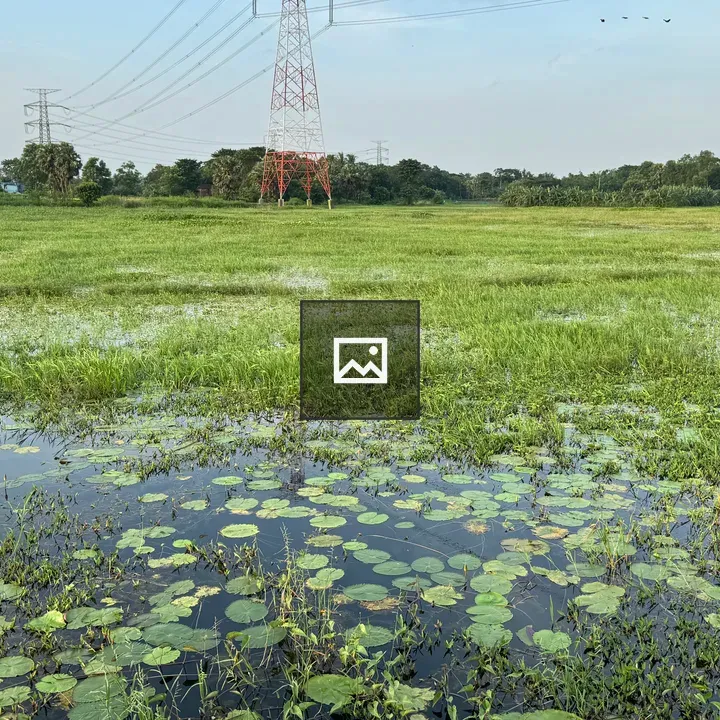 Lush green field with lily pads