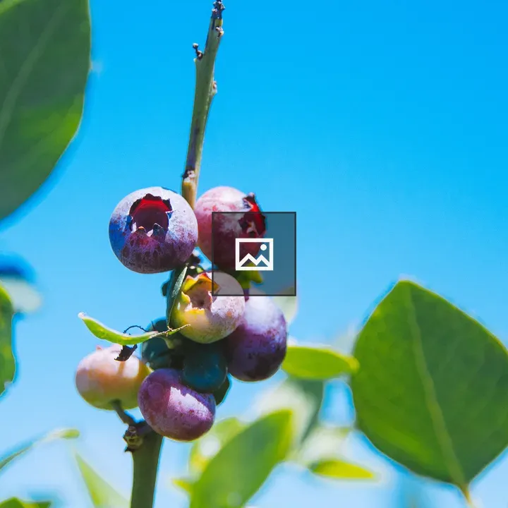 Fresh Blueberries
