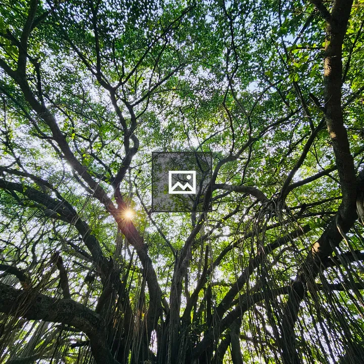 Sunlit Ficus Bengalensis in Kerala