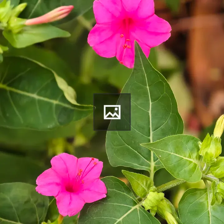 Two pink flowers with leaves