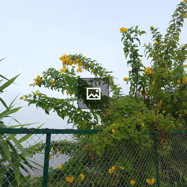 Green plant with yellow flowers