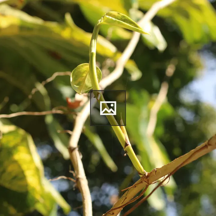 Green Plant Stem with New Shoot