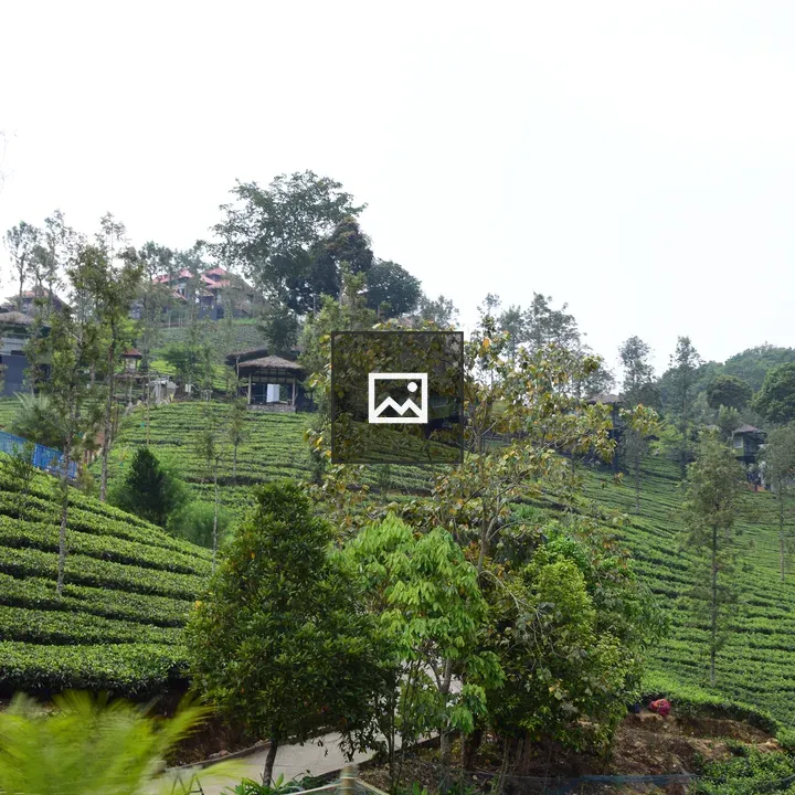 Tea hillside with cottages