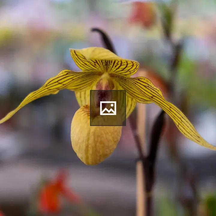 Yellow orchid with black stripes