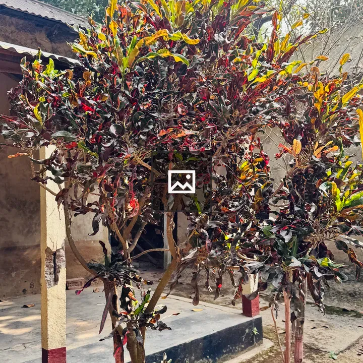 Croton Plant with Dark Burgundy and Yellow Leaves