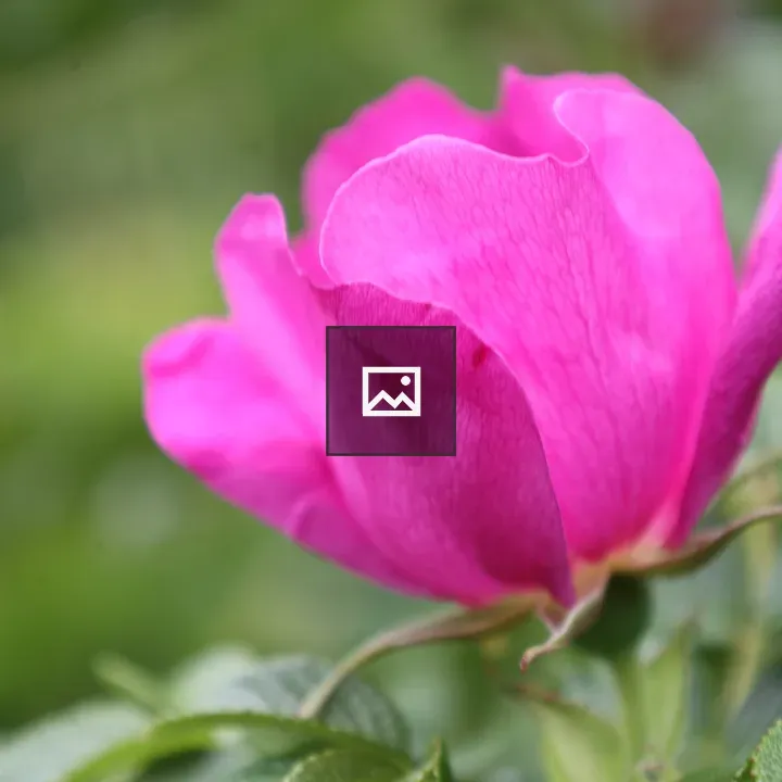 Vivid pink flower
