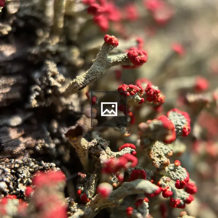 Lichen on Log Close-Up