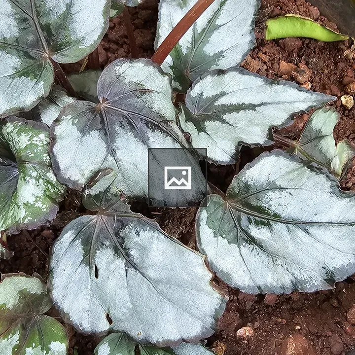 Begonia leaf close-up