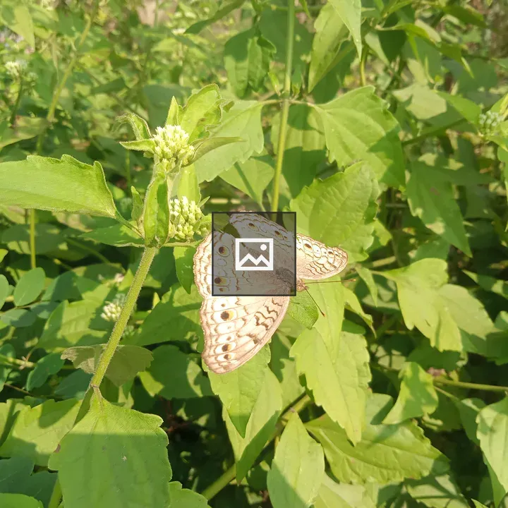 Butterfly with White Flowers