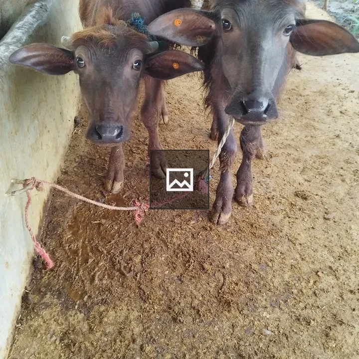 Domestic water buffalo calves at feeding trough