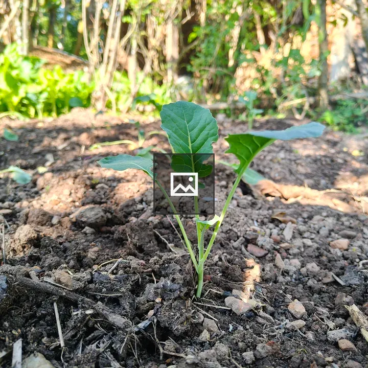 Young green plant emerging