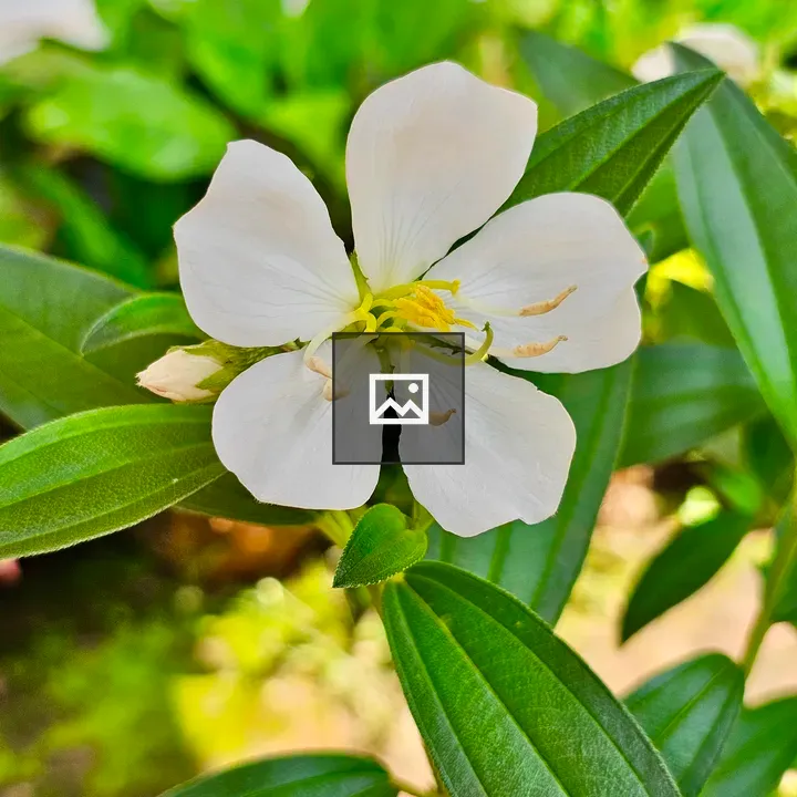Melastoma malabathricum flower white variety