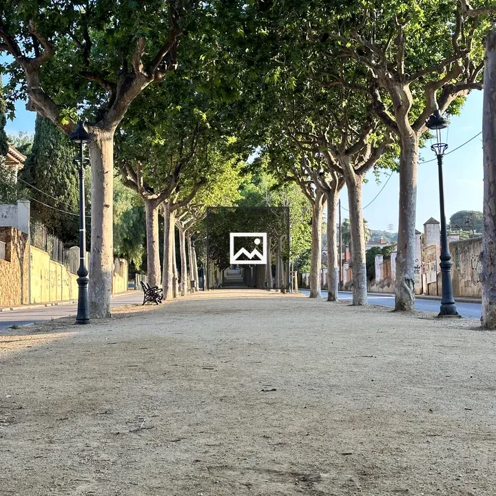 Canet de Mar Tree-lined Street