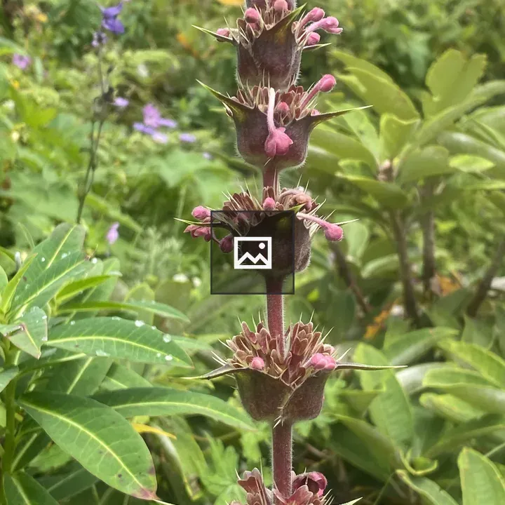 Pink flower cluster stem