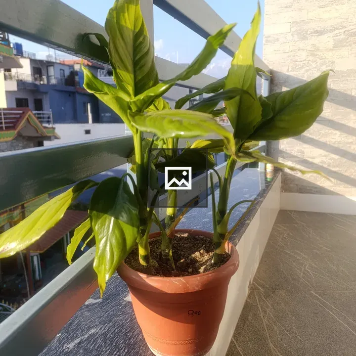 Potted green plant on balcony railing