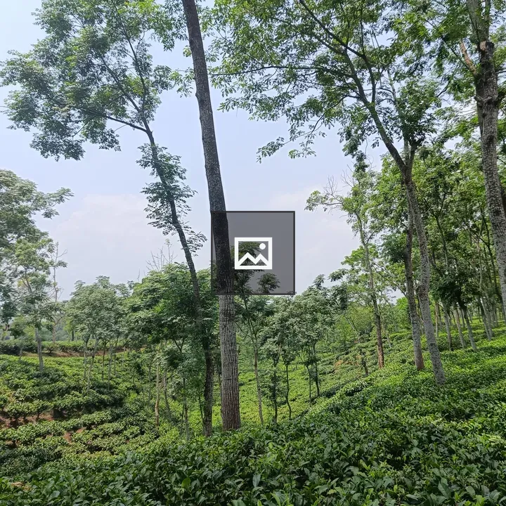 Tea Estate Scenic View