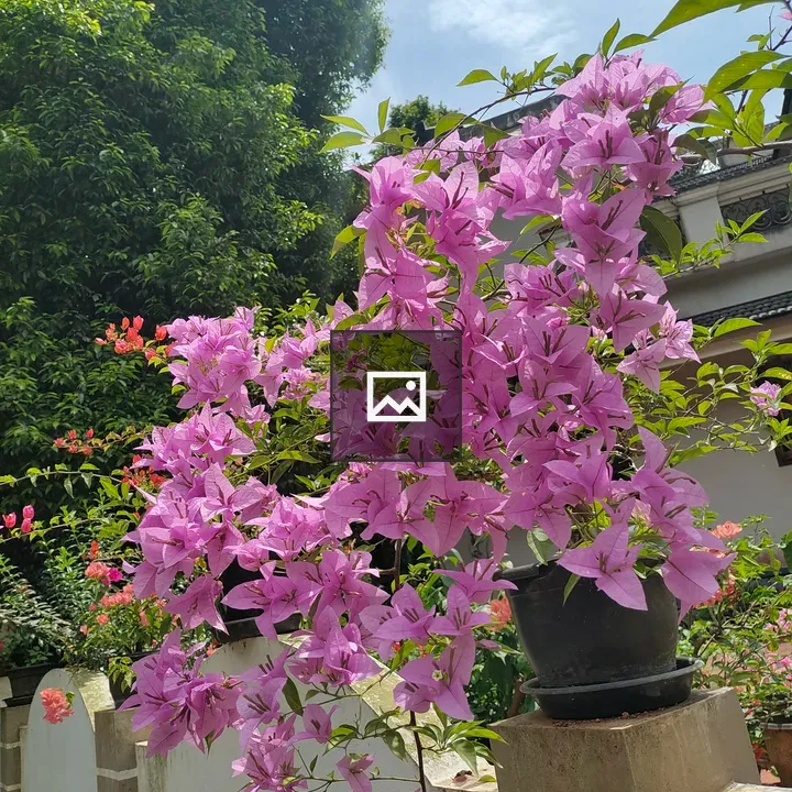 Pink bougainvillea on stone wall
