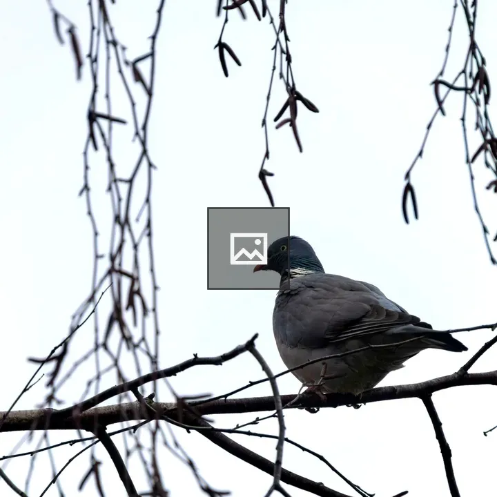 Pigeon on Bare Branch