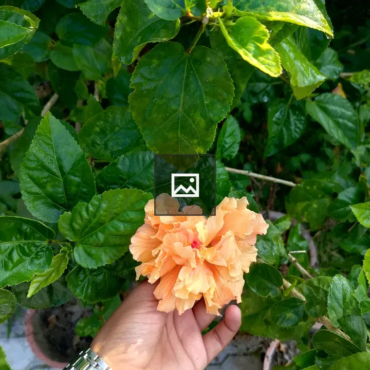 Hand holding hibiscus flower