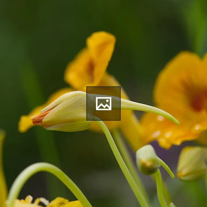 Yellow nasturtium bud side view