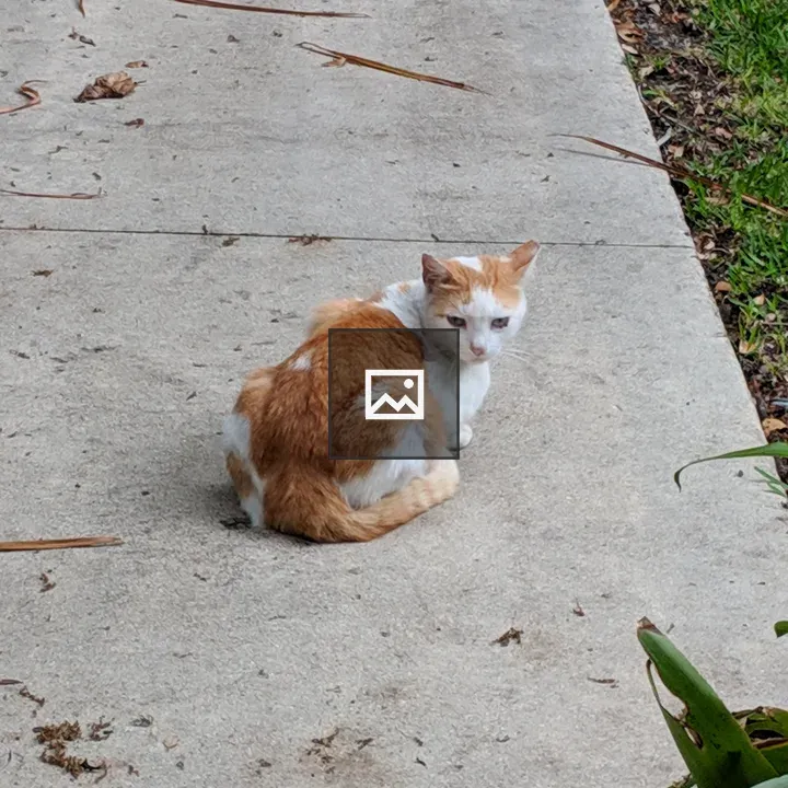 Small Cat on the Sidewalk