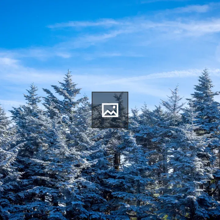 Snow-covered evergreen treetops