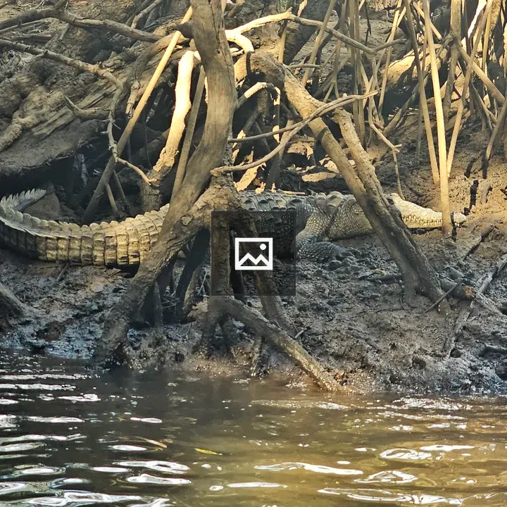Crocodile among Roots by River