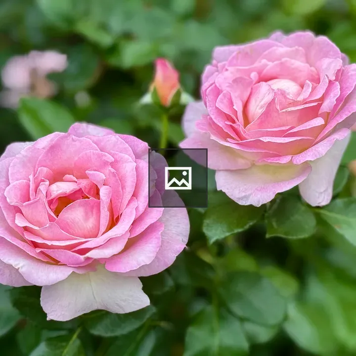 Pink roses with green leaves