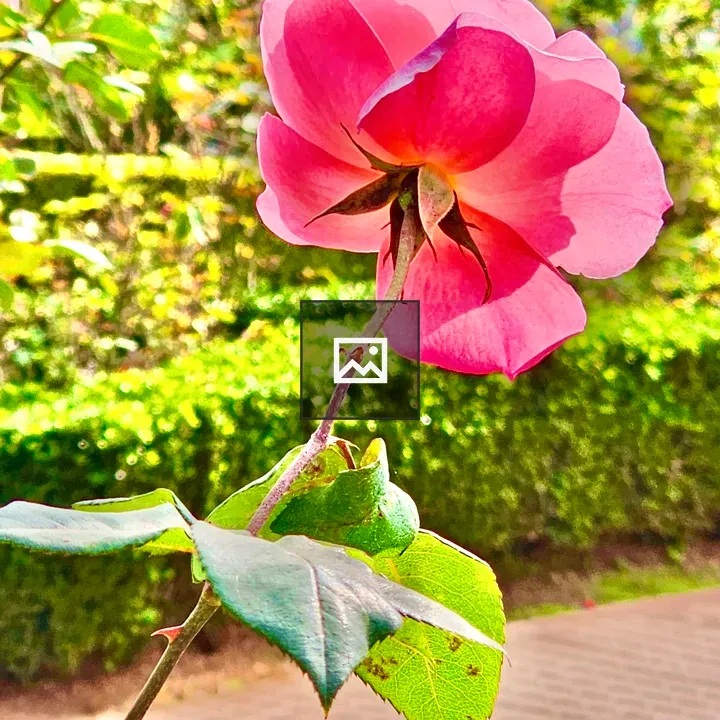 Rose flower at Rose Garden