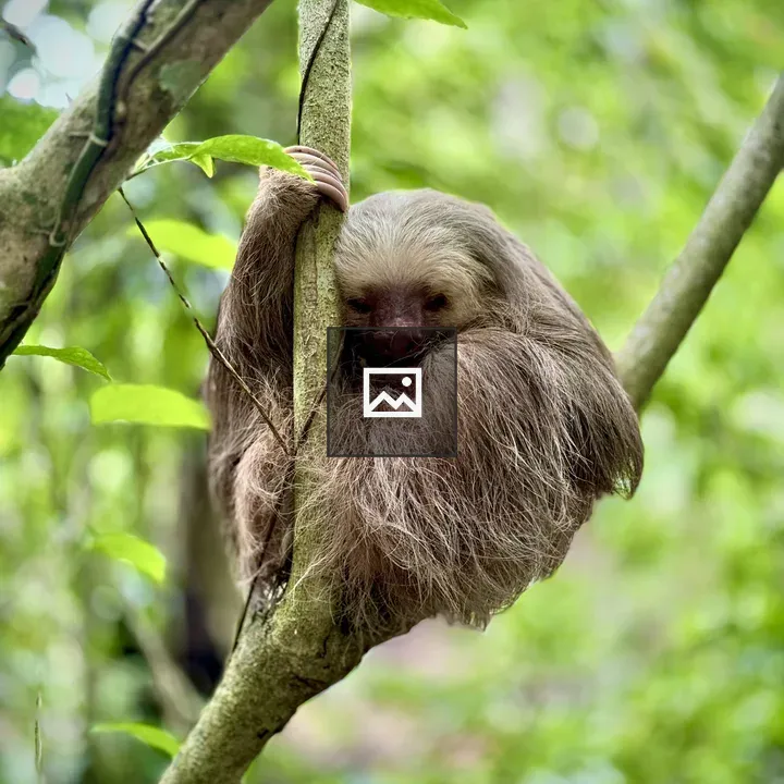 Sloth in Tree Canopy