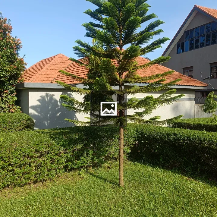 Tall conifer with urban backdrop