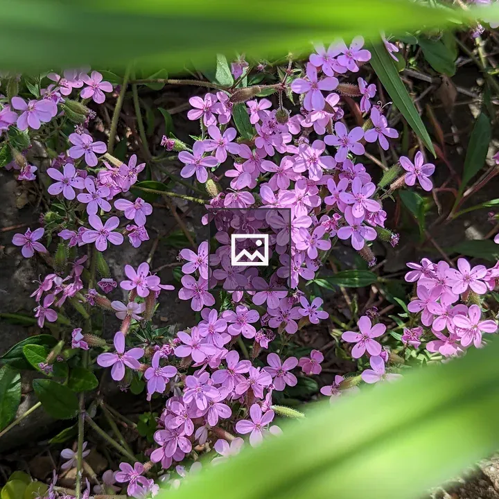 Tiny purple flowers