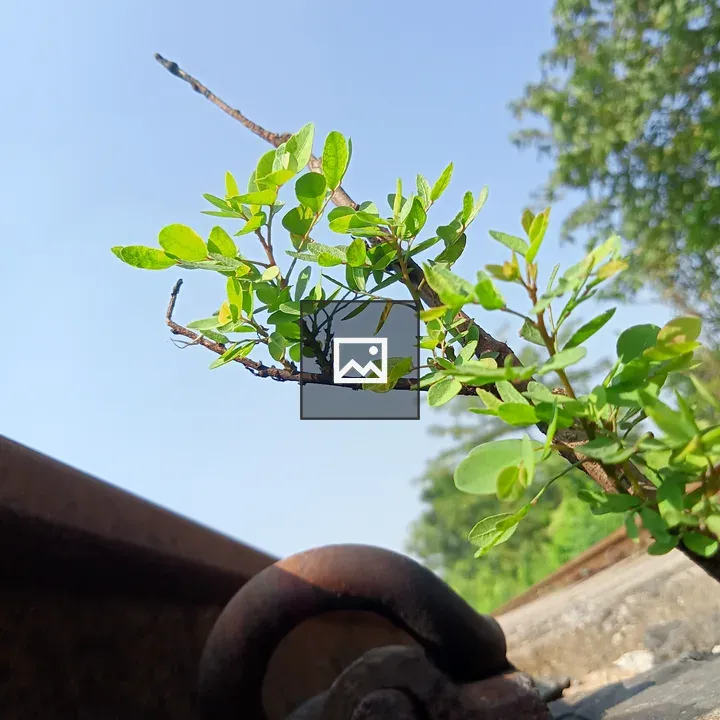 Leafy branch with hook and bracelet
