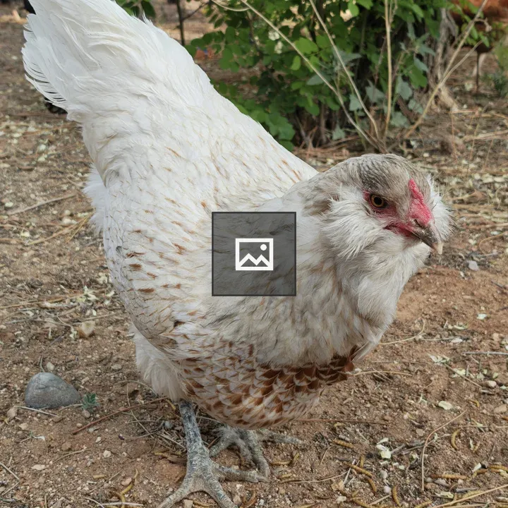 Close-up Hen with Speckles