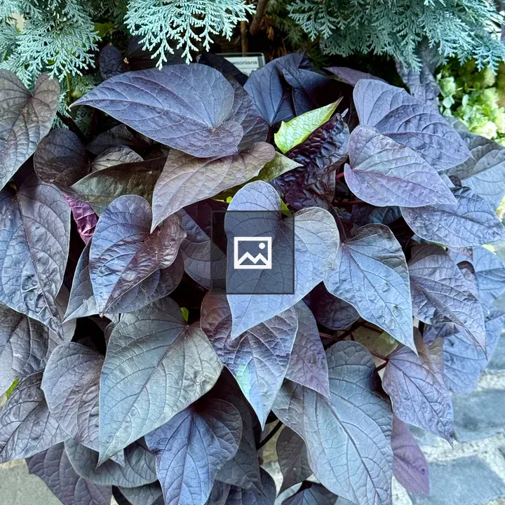 Dark purple sweet potato vine leaves
