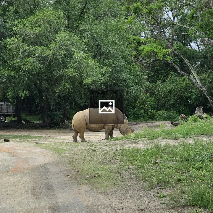 Rhinoceros in a Forest Edge