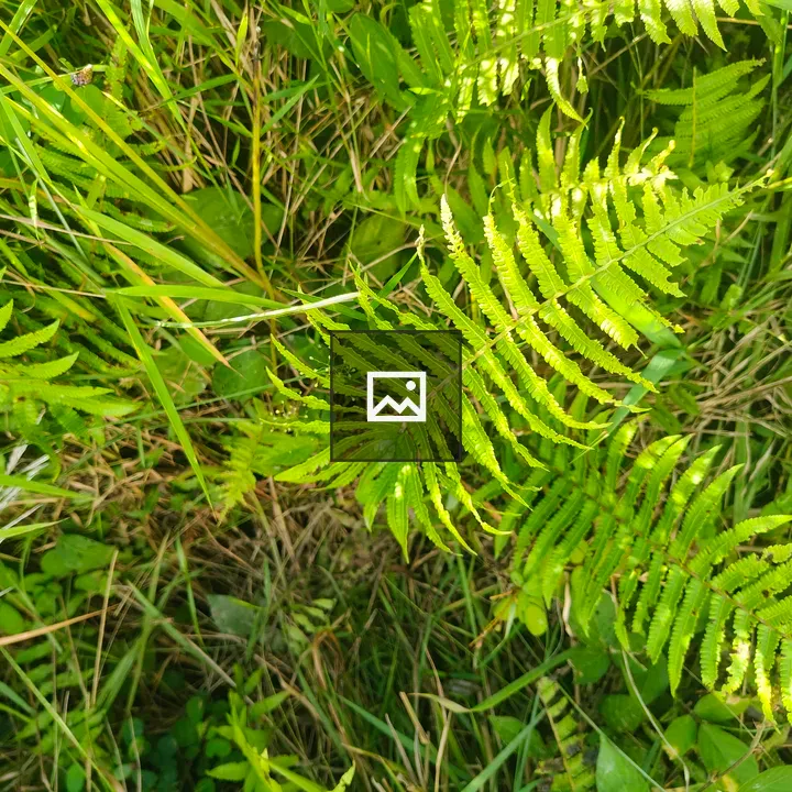 Close-up of vibrant green ferns