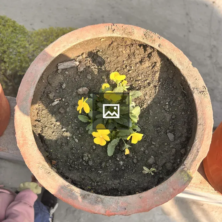 Terracotta Pot with Yellow Flowers