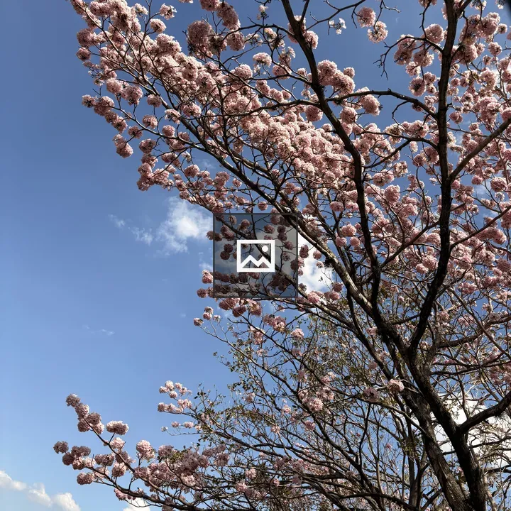 Flowering tree with pink blossoms