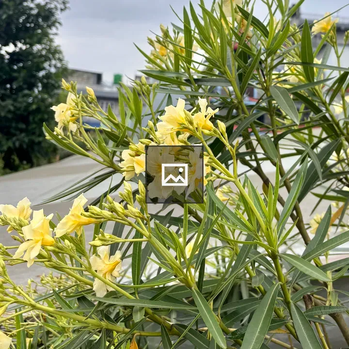 Yellow oleander flowers