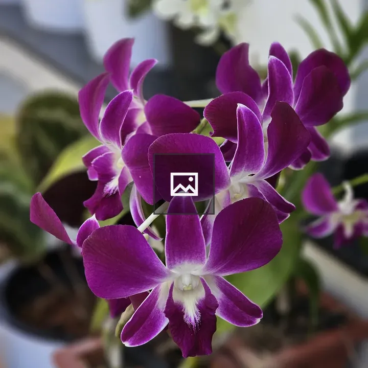 Orchid Bouquet in Pots