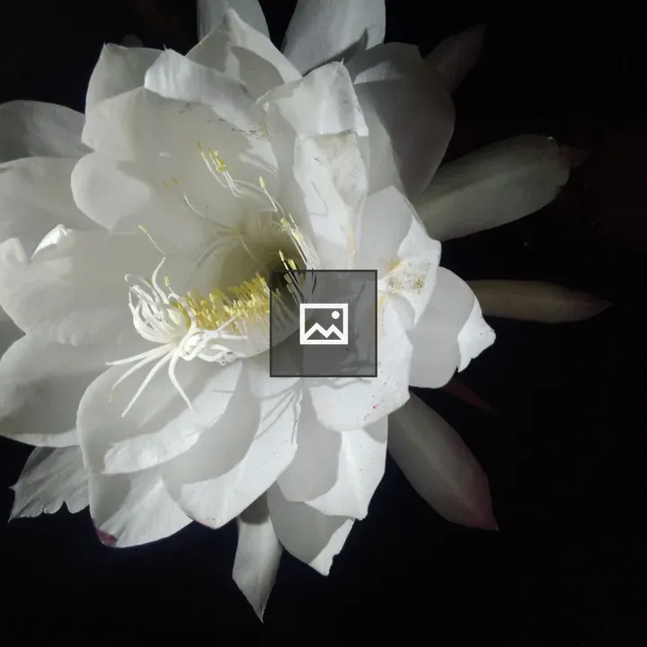 White Brahma Kamal Flower