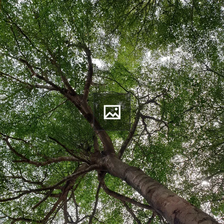 Nature Branch and Leaf