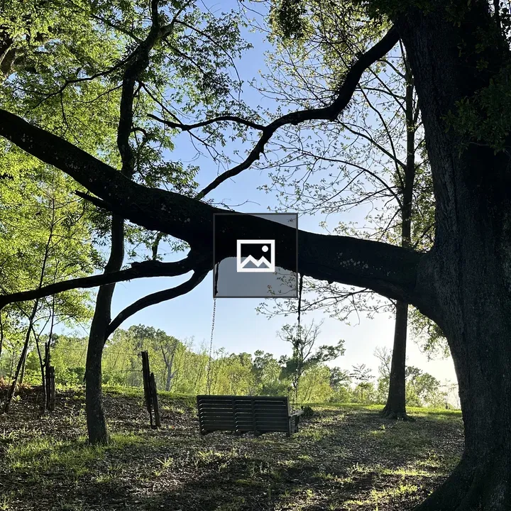 Serene woodland with tree and bench swing